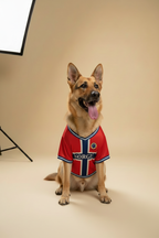 German Shepherd in Norge Jersey
